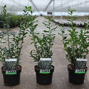 Sarcococca confusa 30-40 cm 3,0L