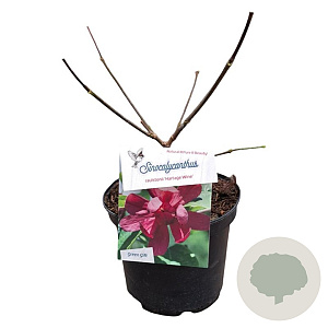 Sinocalycanthus raul. 'Hartage Wine' 25-30 cm 3,5L