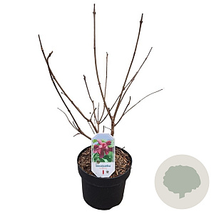 Sinocalycanthus raul. 'Hartage Wine' 40-50 cm 5,0L