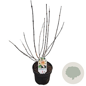 Sinocalycanthus raul. Venus 40-50 cm 5,0L