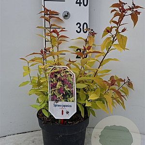 Spiraea bumalda 'Goldflame' 30-40 cm 3,0L