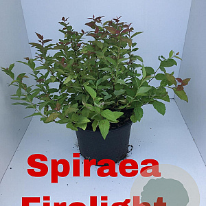 Spiraea jap. 'Firelight' 25-30 cm 2,0L