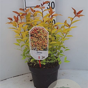 Spiraea jap. 'Goldmound' 25-30 cm 3,5L