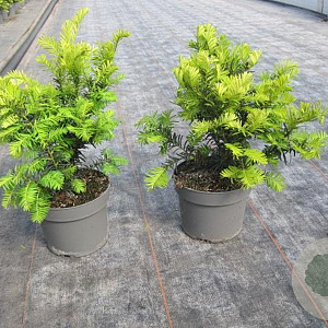 Taxus b. 'Summergold' 20-25 cm 2,0L
