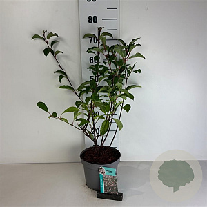 Viburnum bodn. 'Dawn' 50-60 cm 35L