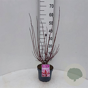 Cornus alba Miracle 40-60 cm 3,0L