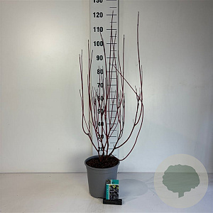 Cornus alba Nightfall 60-80 cm cont. 65L
