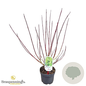 Cornus alba 'Spaethii' 30-40 cm 3,0L