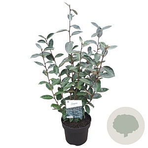 Elaeagnus ebbingei 50-60 cm 5,0L