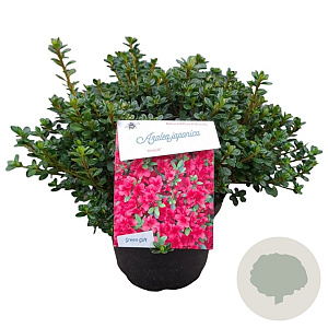 Azalea (J) 'Anouk' 25-30 cm 4,0L