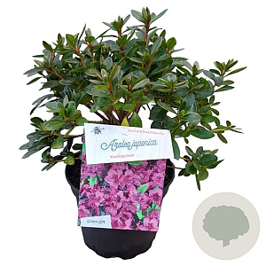 Azalea (J) 'Konigstein' 20-25 cm 2,0L
