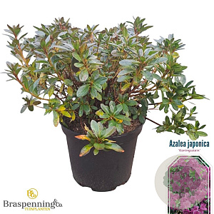 Azalea (J) 'Konigstein' 40-50 cm 10L
