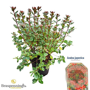 Azalea (J) 'Stewartstown' 20-25 cm 2,0L