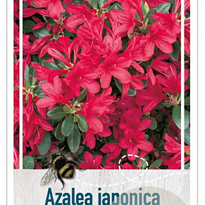 Azalea (J) 'Toreador' 25-30 cm 4,0L