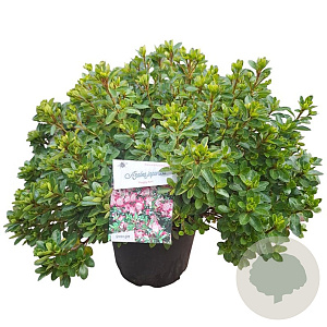 Rhododendron (AJ) 'Peggy Ann' 40-50 cm 10L