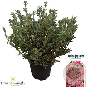 Rhododendron (J) 'Madame van Hecke' 40-50 cm 10L