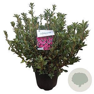 Rhododendron (J) 'Madame van Hecke' 40-50 cm 10L