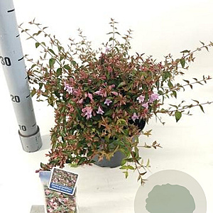 Abelia 'Edward Goucher' 25-30 cm 3,0L