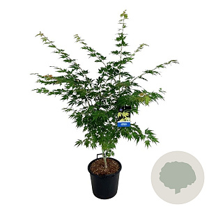 Acer Arctic Jade 125-150 cm 30L extra