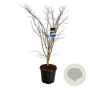 Acer Arctic Jade 150-175 cm cont. 55L extra