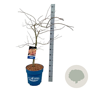 Acer Ice Dragon 80-100 cm 15L breed