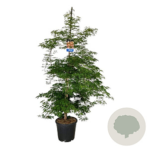 Acer Ice Dragon 200-225 cm 30L