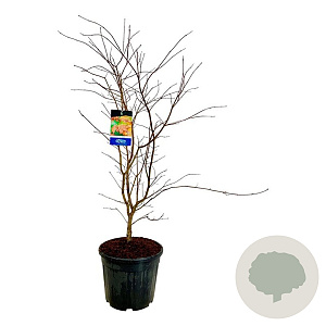 Acer North Wind 100-125 cm 30L extra