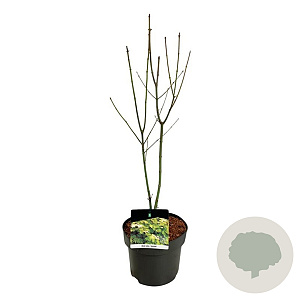 Acer shirasawanum 'Jordan' 50-60 cm 4,5L