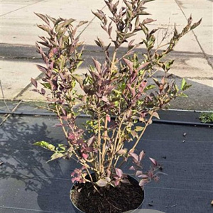 Syringa patula 'Miss Kim' 60-80 cm 10L