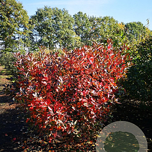 Aronia melanocarpa 100-125 cm met kluit