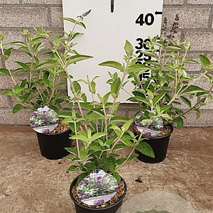 Buddleja Free Petite Blue Heaven 20-25 cm 2,0L