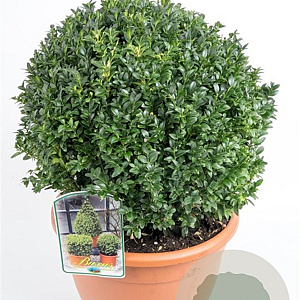 Buxus sempervirens 40-45 cm 12L bol