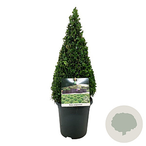 Buxus sempervirens 40-50 cm 4,0L piramide antraciet