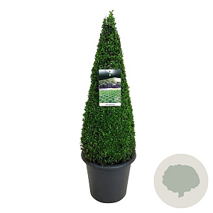 Buxus sempervirens 70-80 cm 12L piramide antraciet