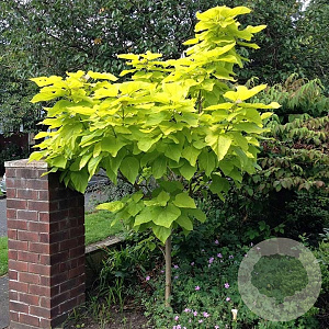 Catalpa bignonioides 'Aurea' 8-10 HO 20L 180 cm stam