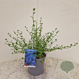 Ceanothus thyrsiflorus repens 25-30 cm 2,5L