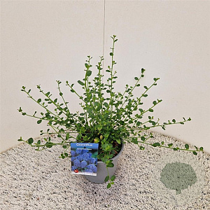Ceanothus thyrsiflorus repens 25-30 cm 2,5L