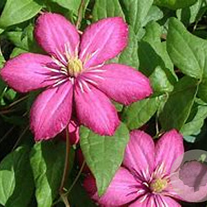 Clematis 'Ville de Lyon' 80 cm rozenpot 2L