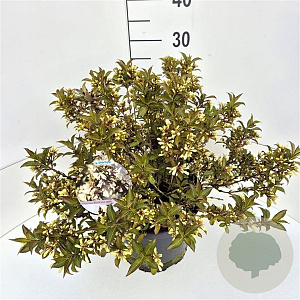 Weigela Black and White 30-40 cm 10L