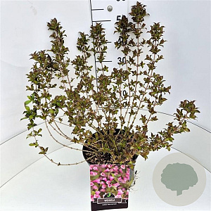 Weigela florida 'Nana Purpurea' 40-50 cm 10L