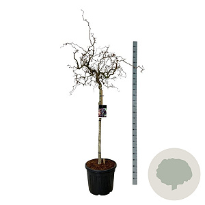 Corylus 'Red Majestic' 90 cm stam cont. 55L extra