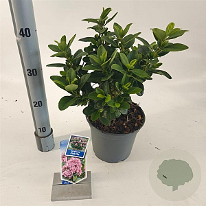 Escallonia laevis Pink Elle 30-40 cm 3,0L