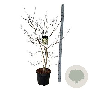 Heptacodium miconioides 125-150 cm 30L extra