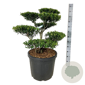 Ilex crenata 'Blondie' 60-80 cm cont. 55L multi bol
