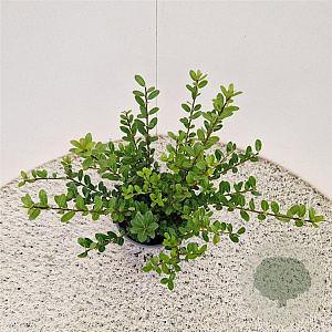 Ilex crenata 'Caroline Upright' 35 cm 2,5L