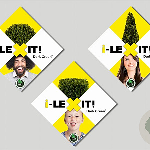 Ilex crenata Dark Green 15-20 cm C1 struik potgekweekt