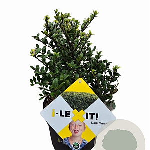 Ilex crenata Dark Green 20 cm op 2,0L struik potgekweekt
