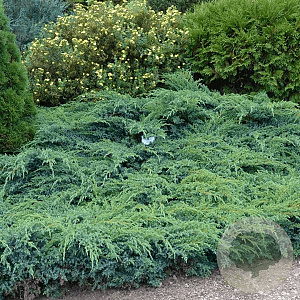 Juniperus squamata 'Blue Spider' 30-40 cm 3,0L
