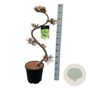Larix kaempferi 80 cm 15L bonsai