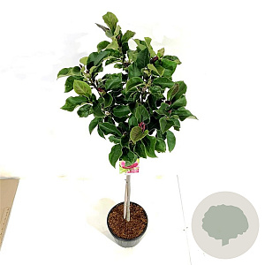 Magnolia 'Genie' 80 cm stam 15L